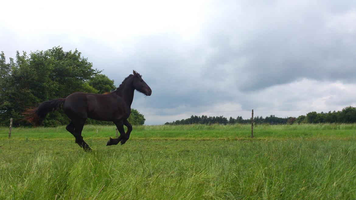 Frieser Temmy billede 25