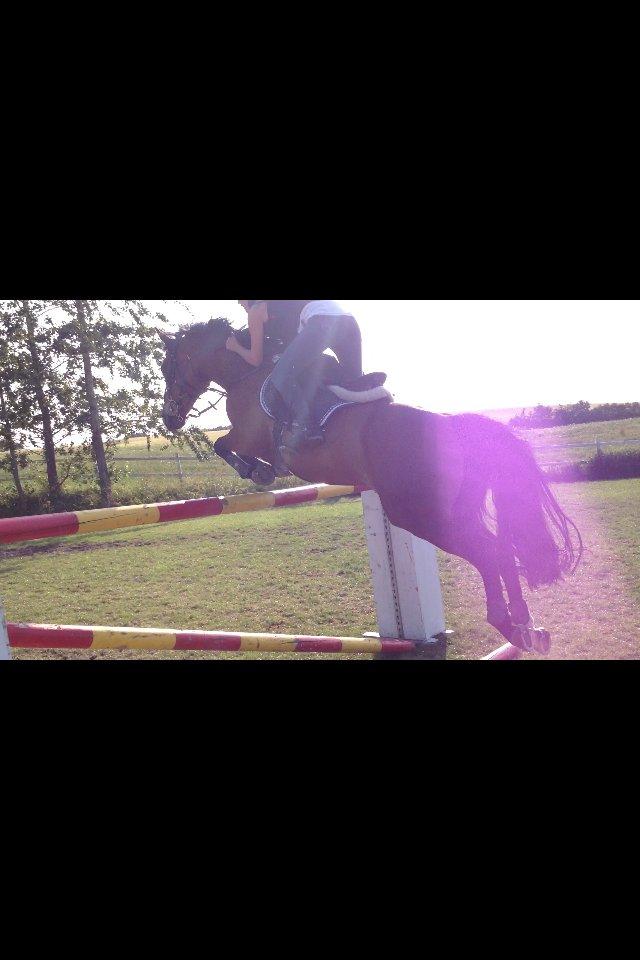 DSP Pikant V. - A pony - 140 på den bedste<3 billede 17