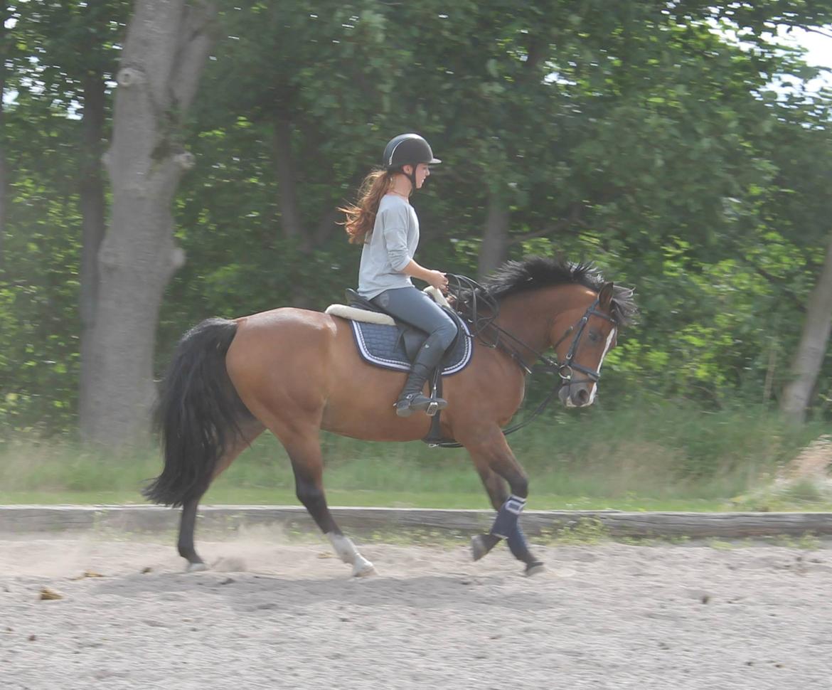 DSP Pikant V. - A pony - dressur hos Fedder 2013 billede 9