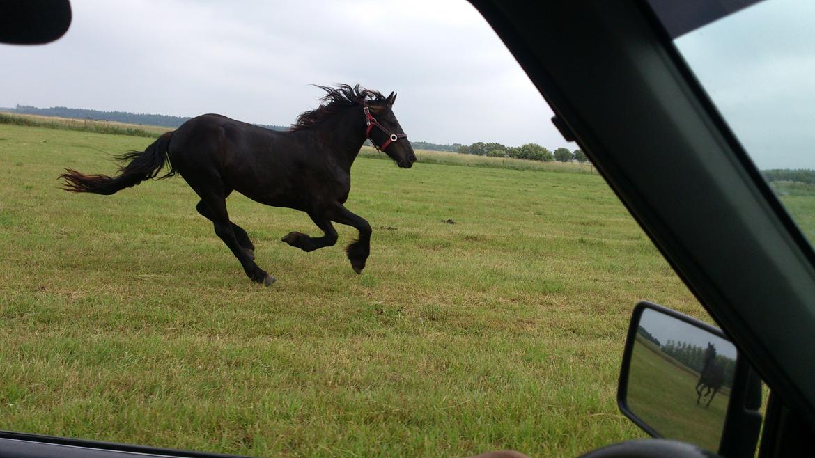 Frieser Temmy billede 26