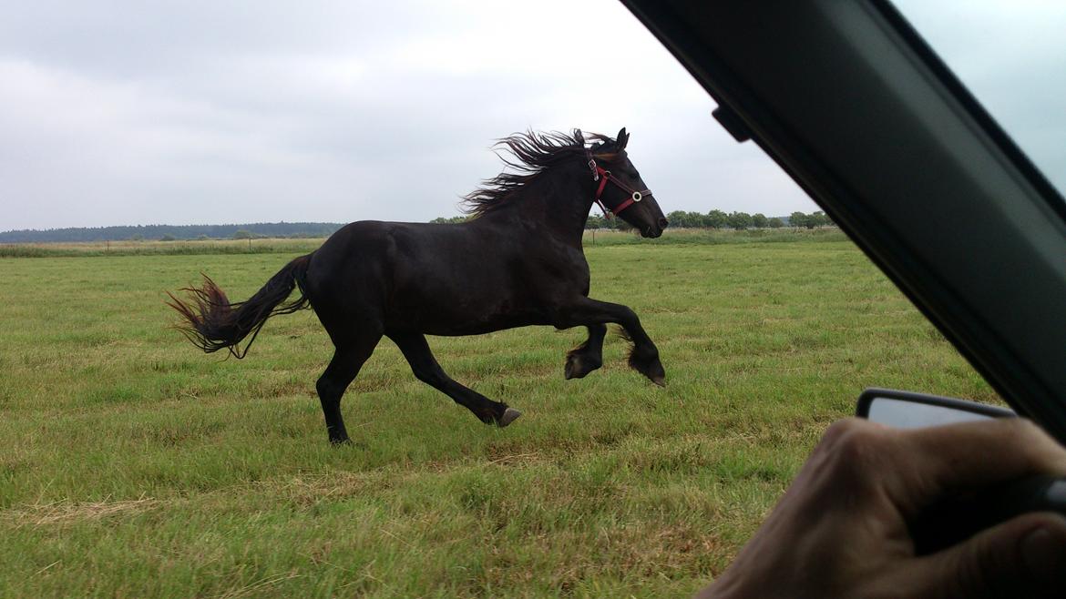 Frieser Temmy billede 27