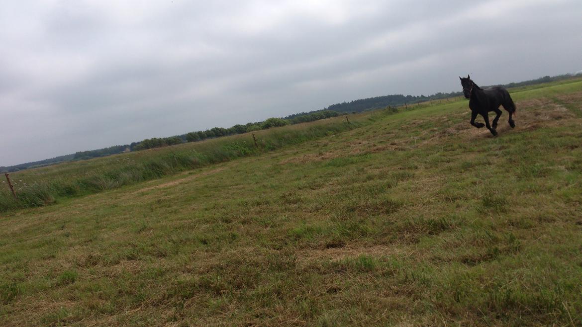 Frieser Temmy billede 28