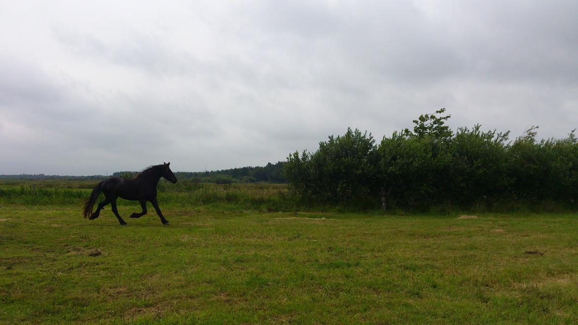 Frieser Temmy billede 29