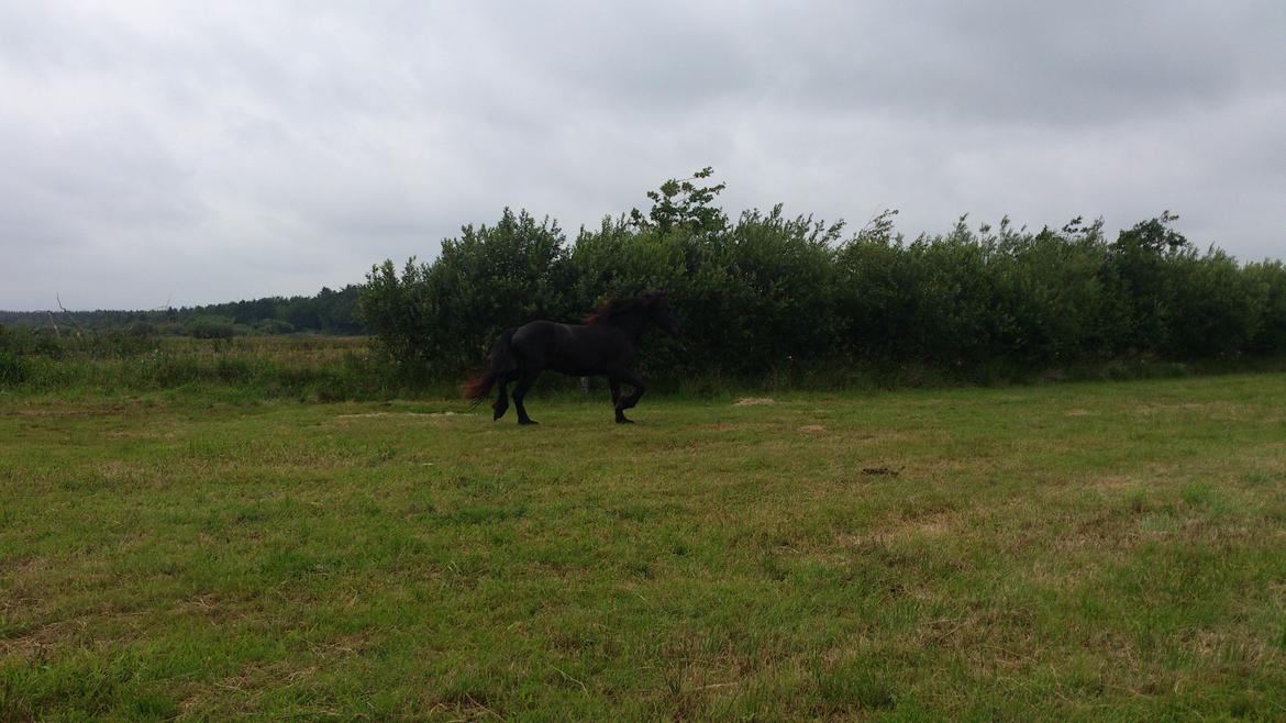 Frieser Temmy billede 30