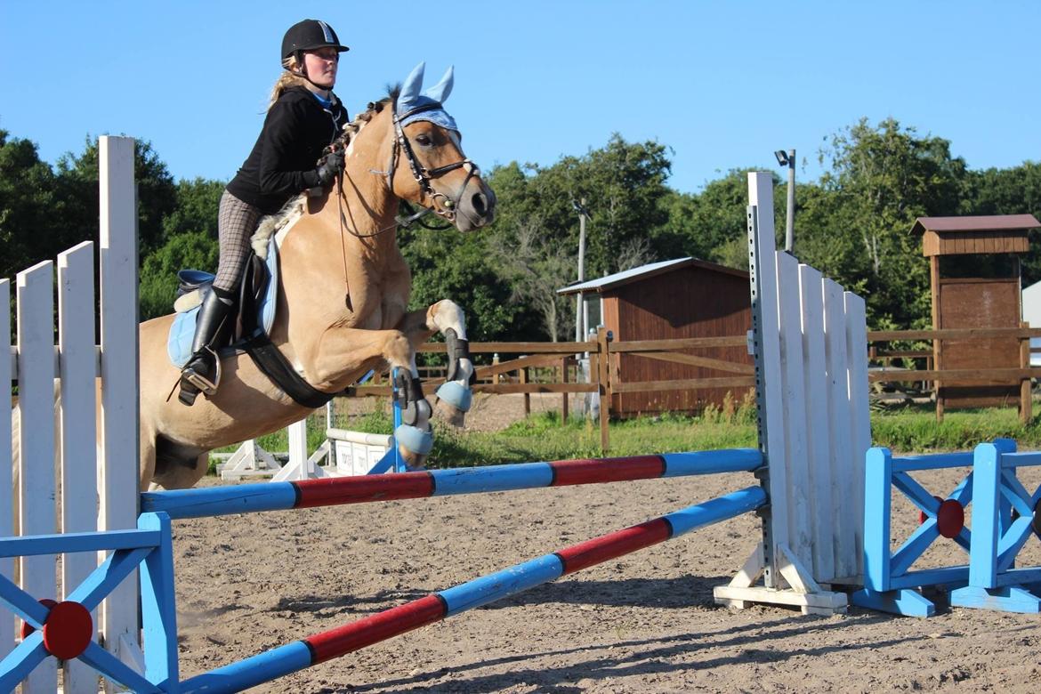 Hollandsk Sportspony Capello ivo - I know I'm lost. But as long I'm lost in you, I'll be just fine.. billede 6