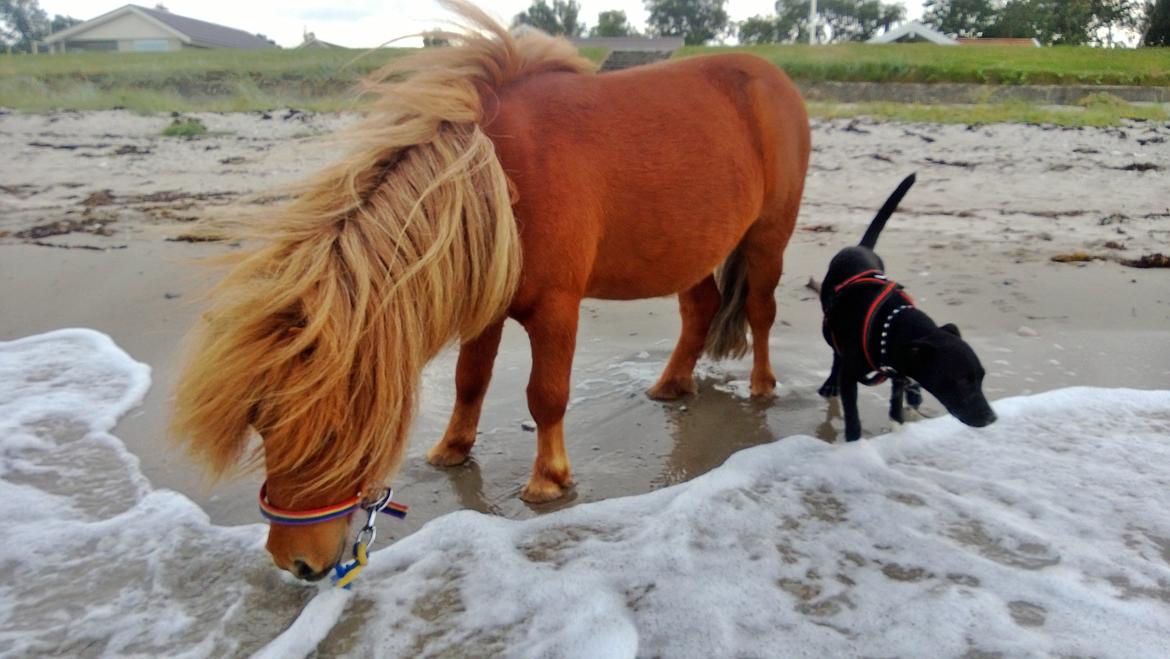 Shetlænder Badong mini-shetter flytte til naboen billede 1