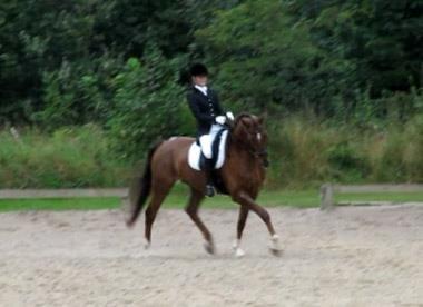 Dansk Varmblod Edelgårdens daddy long leg - 2012  - Roset cup, samlet nr. 2 billede 7