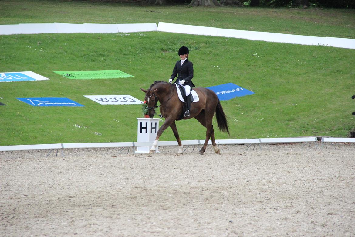 Dansk Varmblod Edelgårdens daddy long leg - 2013 - LA6 til 68 % og 1. plads billede 2