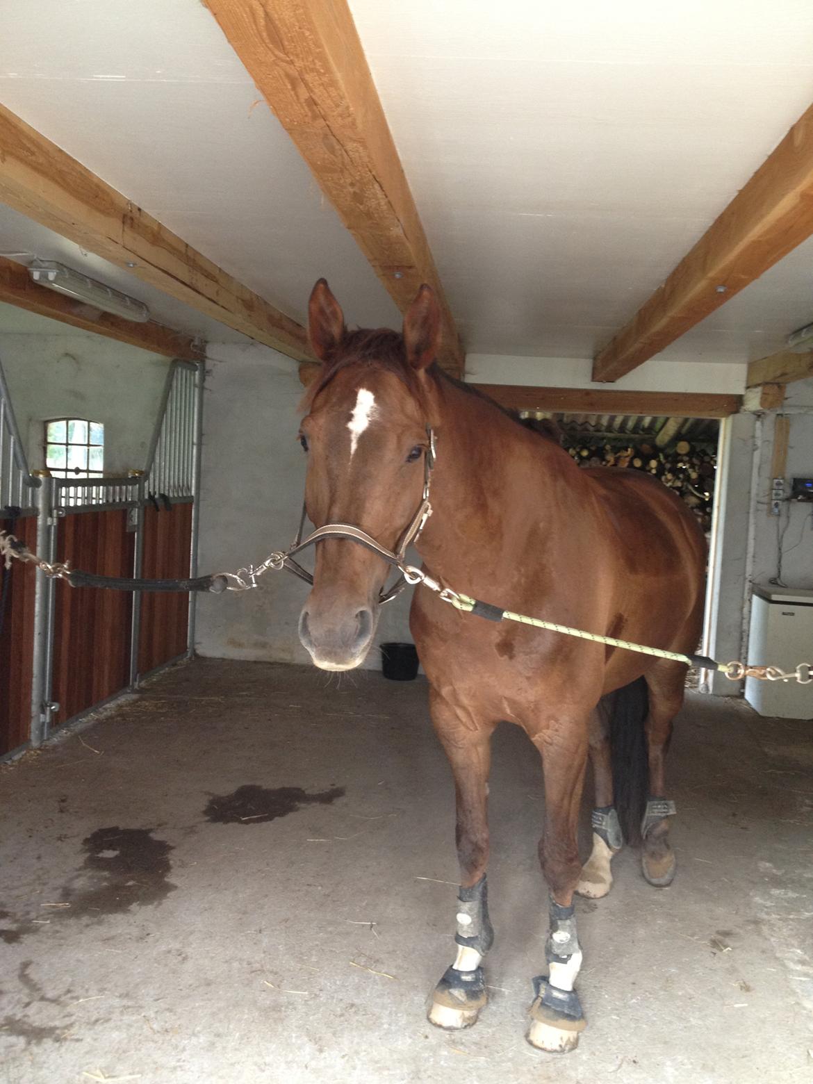 Dansk Varmblod Edelgårdens daddy long leg billede 3