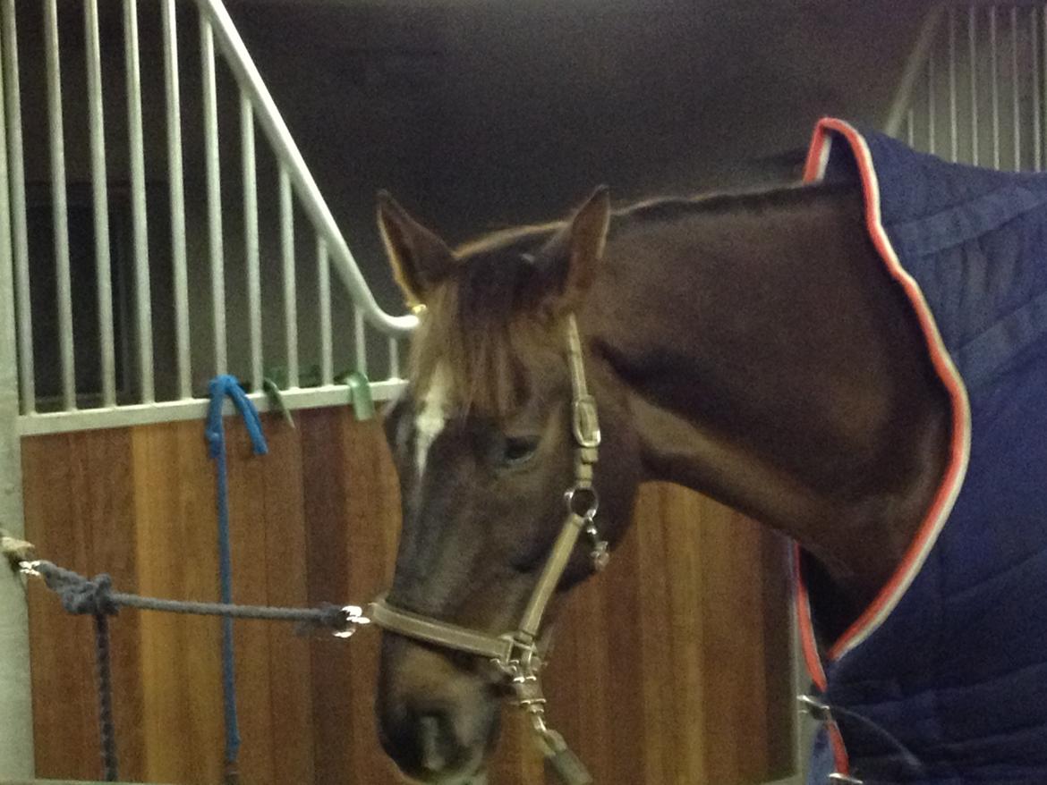 Dansk Varmblod Edelgårdens daddy long leg billede 4