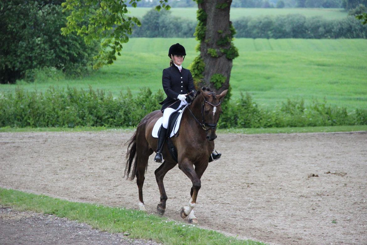 Dansk Varmblod Edelgårdens daddy long leg billede 5
