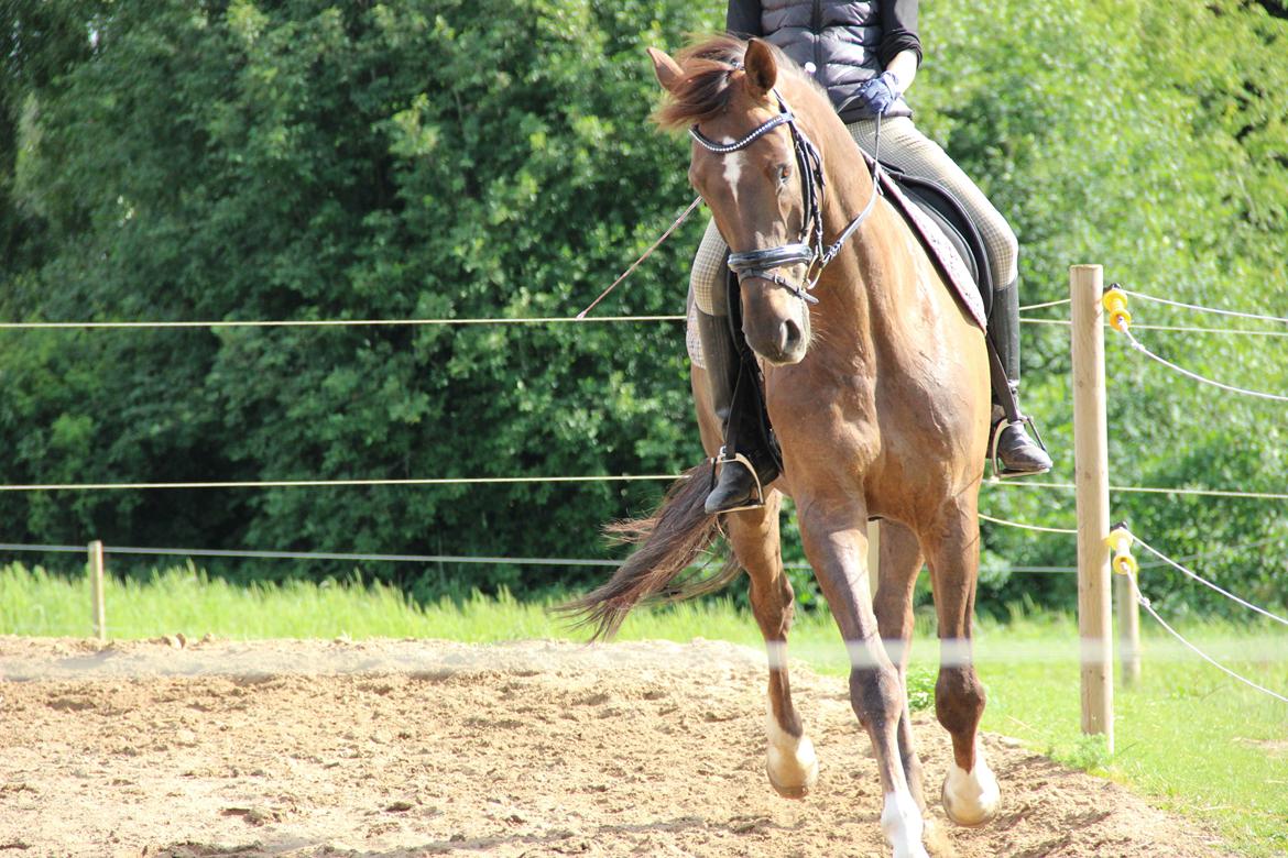 Dansk Varmblod Edelgårdens daddy long leg - 2013 billede 6