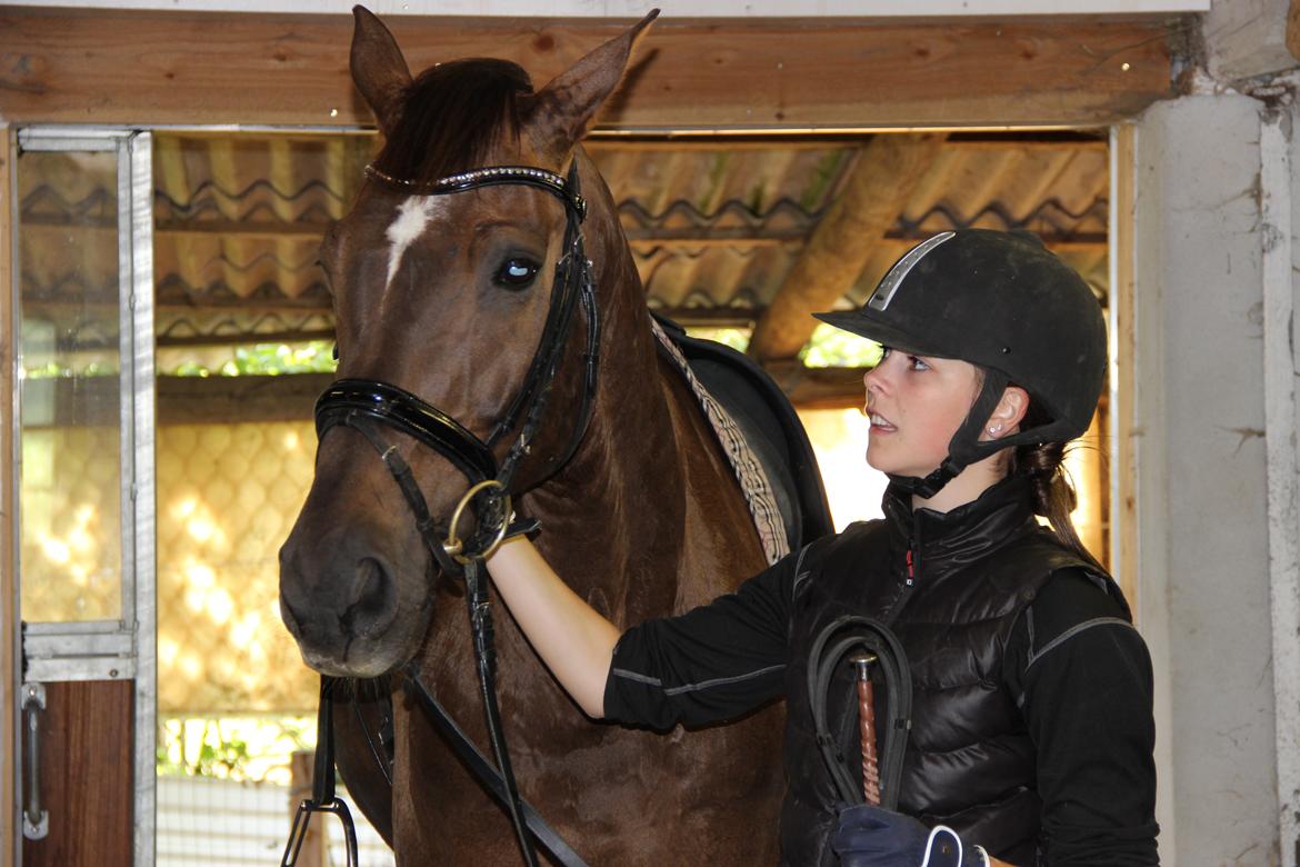 Dansk Varmblod Edelgårdens daddy long leg - 2013 billede 1