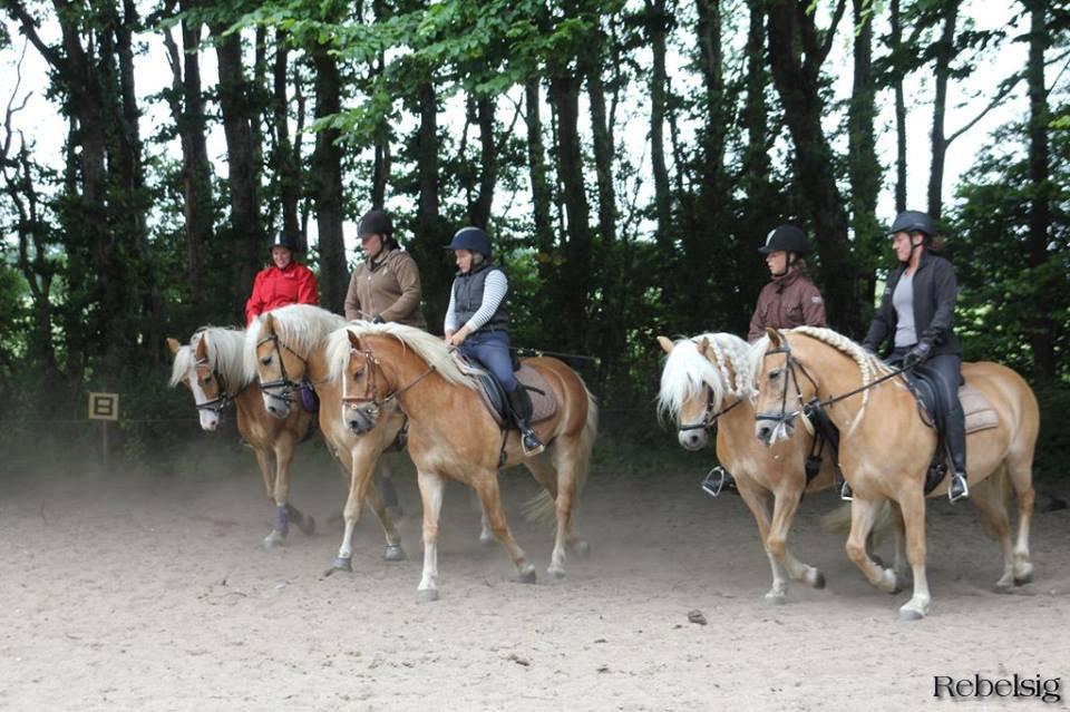 Haflinger Laban - Afprøvet kvadrille i Haderslev med andre smukke haffere og deres søde ejere :)  billede 15