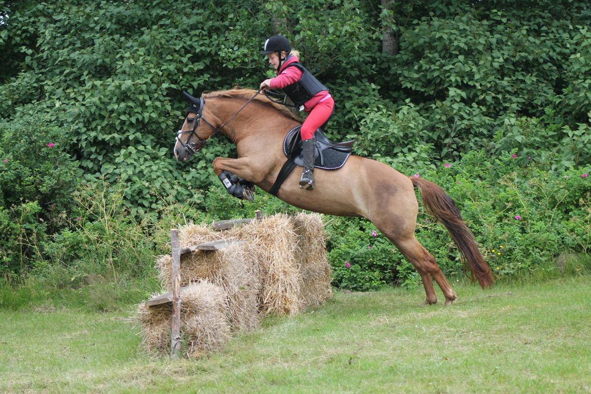 New Forest Engdalens Wendy - min bedste ven <3 - springtræning på militarybanen på Jeanettes ridelejr! <3 Foto: Naja billede 18