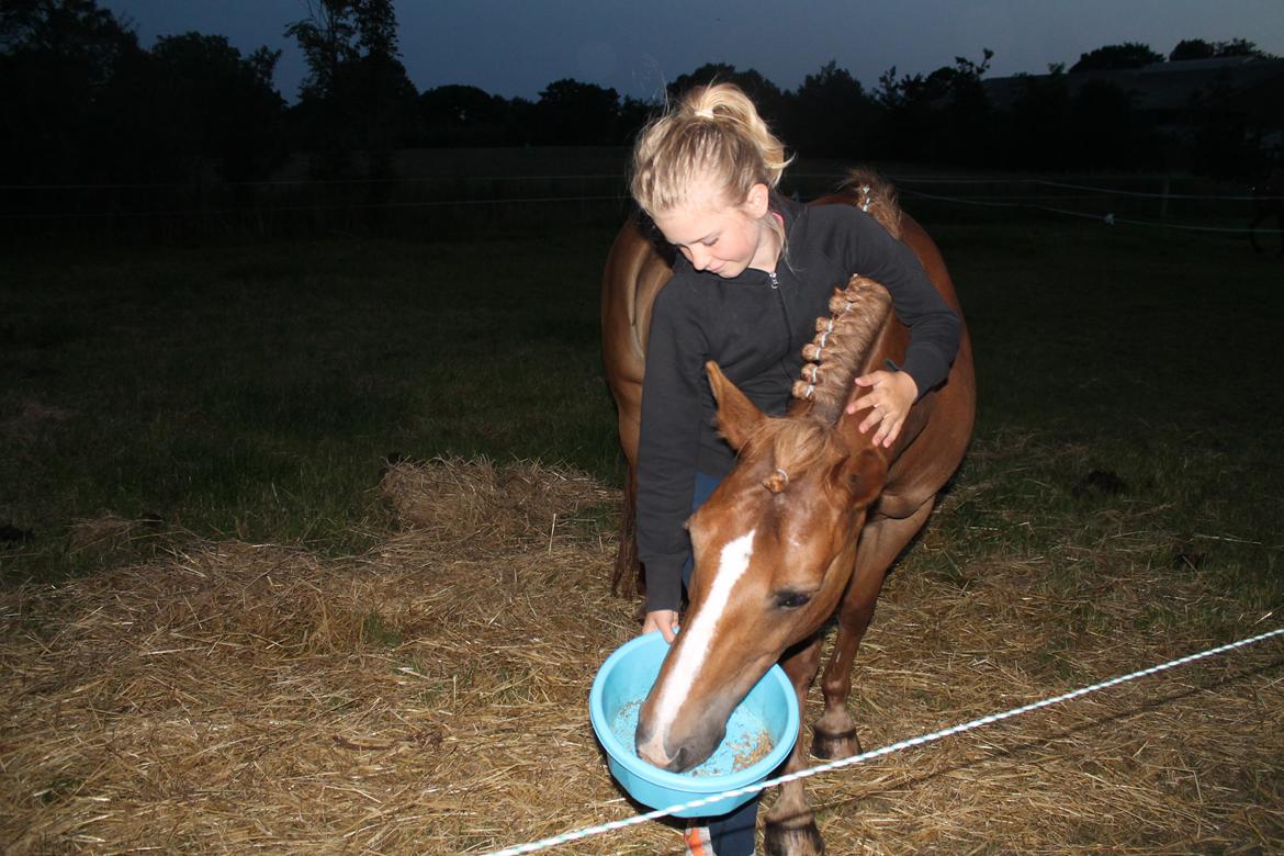 New Forest Engdalens Wendy - min bedste ven <3 - fodre skatten om aftenen <3 Foto: Mathilde billede 20