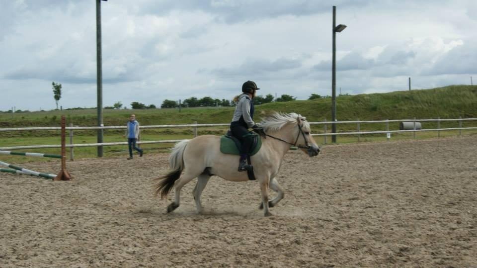Fjordhest Odin. billede 11