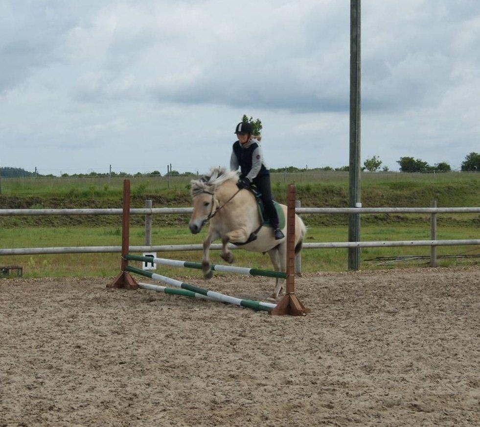 Fjordhest Odin. billede 12