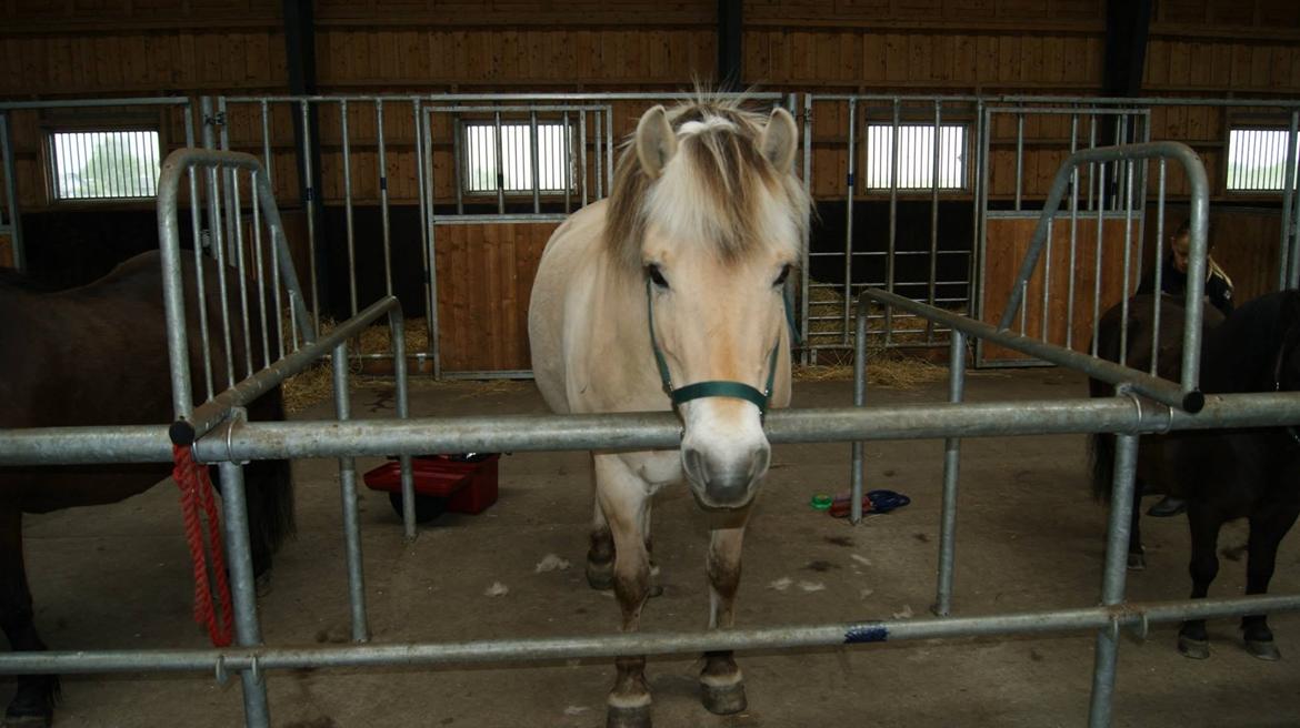 Fjordhest Odin. billede 13