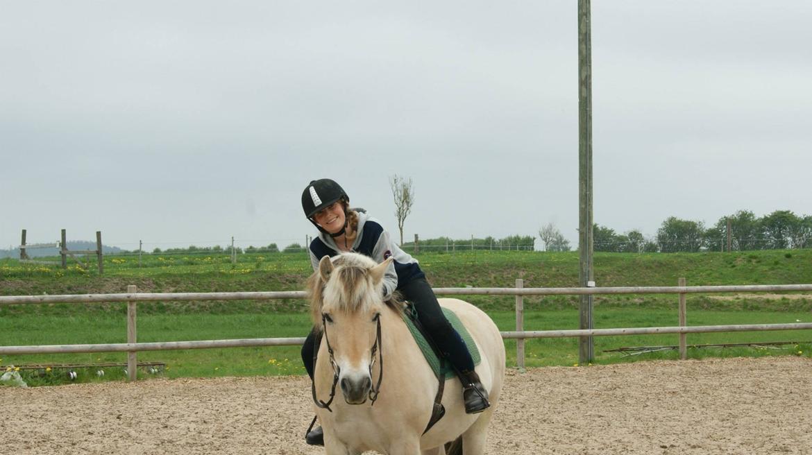 Fjordhest Odin. billede 14