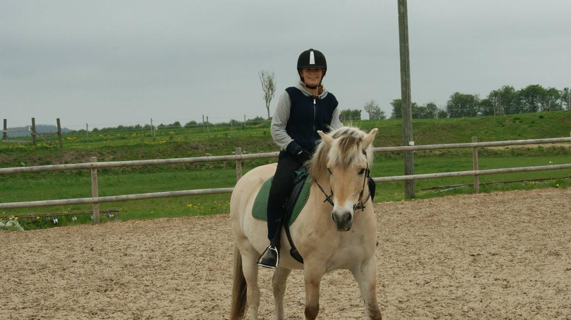 Fjordhest Odin. billede 15