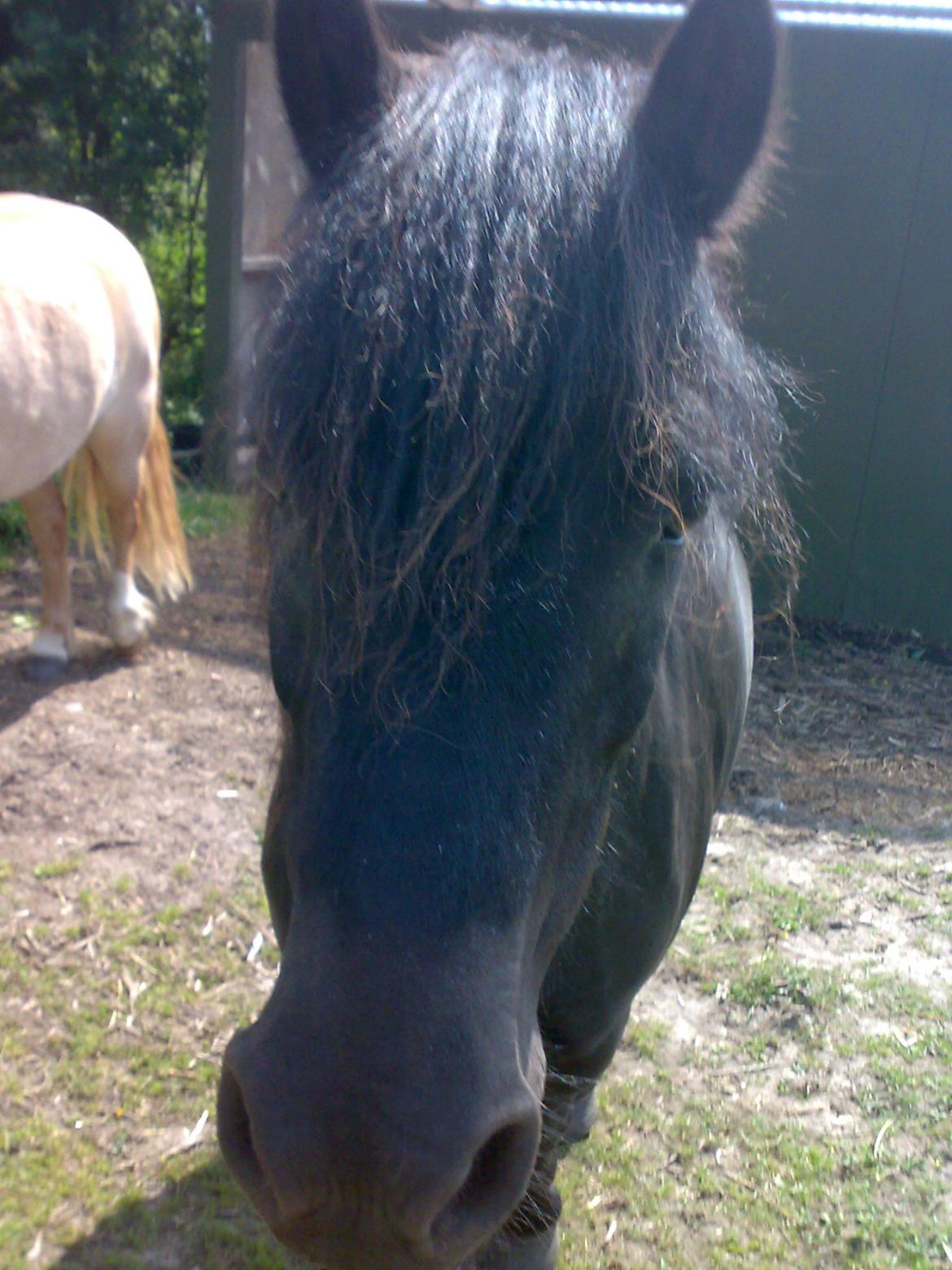 Dartmoor Skovbrynet`s Biscuit (tidl. lånepony) - Bisse`s smukke hoved billede 8