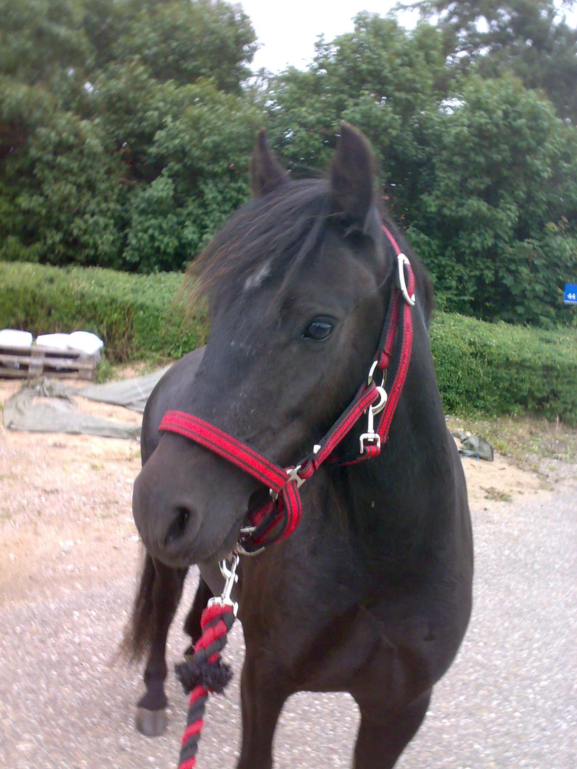 Dartmoor Skovbrynet`s Biscuit (tidl. lånepony) - Velkommen til Skovbrynets Biscuit`s profil billede 1