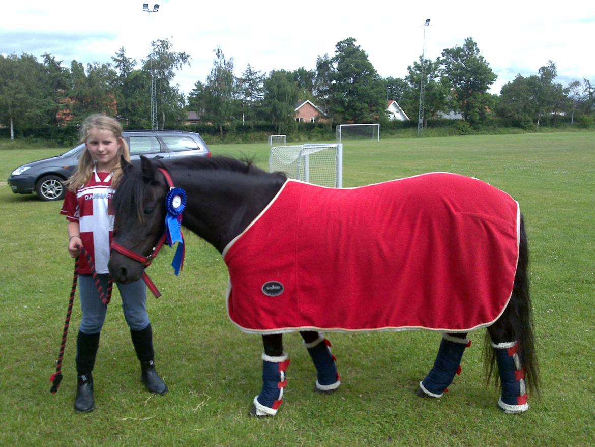 Dartmoor Skovbrynet`s Biscuit (tidl. lånepony) - Så går turen hjem billede 12