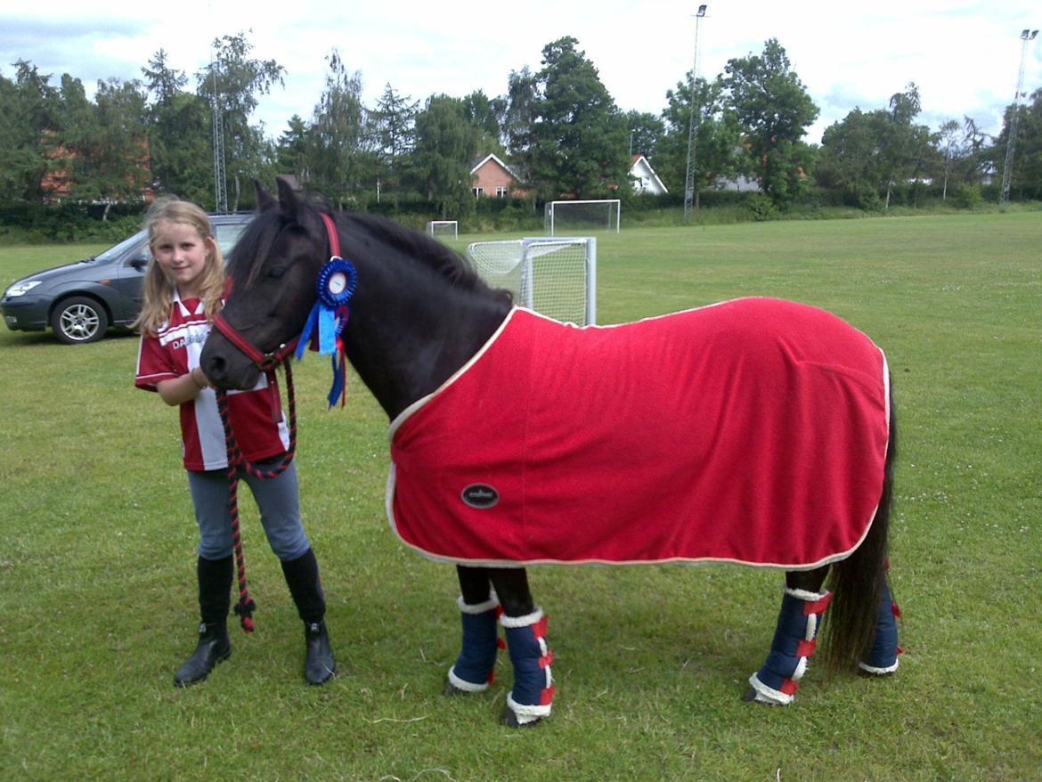 Dartmoor Skovbrynet`s Biscuit (tidl. lånepony) - Børne dyrskue Nykøbing Sjælland billede 14