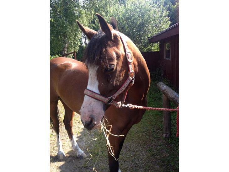 {{currentPhoto.altText}} billede {{currentPhoto.number}}