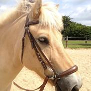 Fjordhest Østergård's aslak