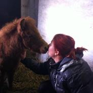 Shetlænder Trubka`s Miraculix Marquis