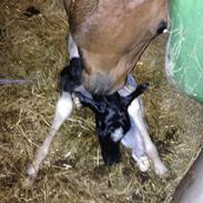 Anden særlig race Egedes Black Spots Jaci