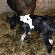 Anden særlig race Egedes Black Spots Jaci