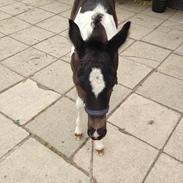 Anden særlig race Egedes Black Spots Jaci