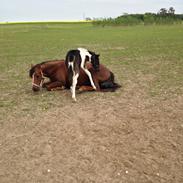 Anden særlig race Egedes Black Spots Jaci