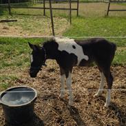 Anden særlig race Egedes Black Spots Jaci