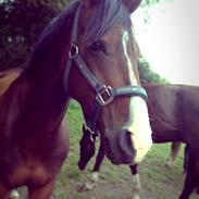 Dansk Varmblod Zacki