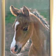 Dansk Varmblod Zacki