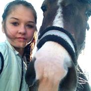 Dansk Varmblod Zacki