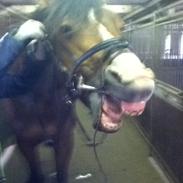 Dansk Varmblod Zacki