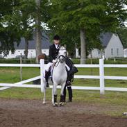 Anden særlig race Cashmir