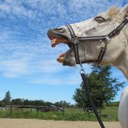 Anden særlig race Surprice