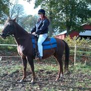 Anden særlig race Spartan el sansal