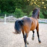 Welsh Cob (sec D) Albrechtshoeve Niels Cornelis