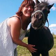 Shetlænder Constantin