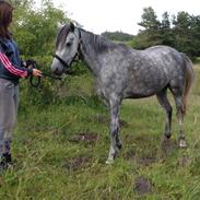 Welsh Pony (sec B) Bjerregård Adina