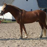 Welsh Cob (sec D) Zonneweide Ransom