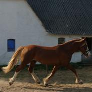 Welsh Cob (sec D) Zonneweide Ransom