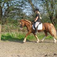 Welsh Cob (sec D) Zonneweide Ransom